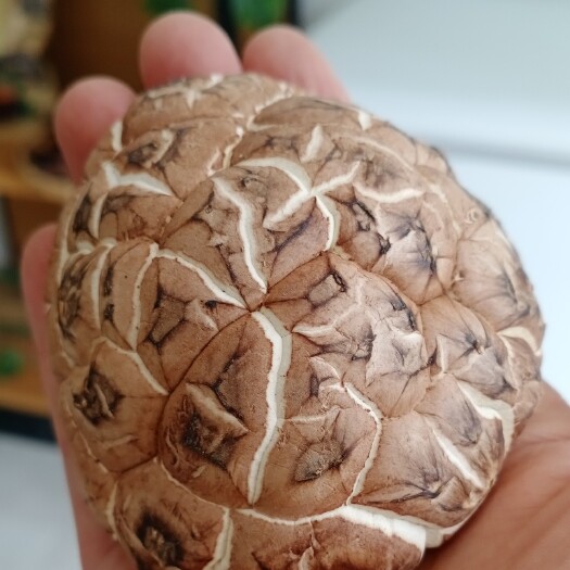 十堰 武当精品白花菇，剪脚，肉厚，39.5每斤产地直供包邮