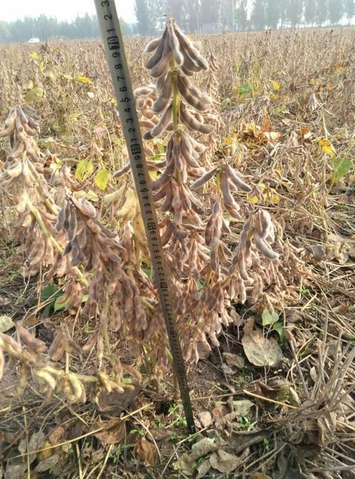 汤阴县黄大豆  大豆新品种