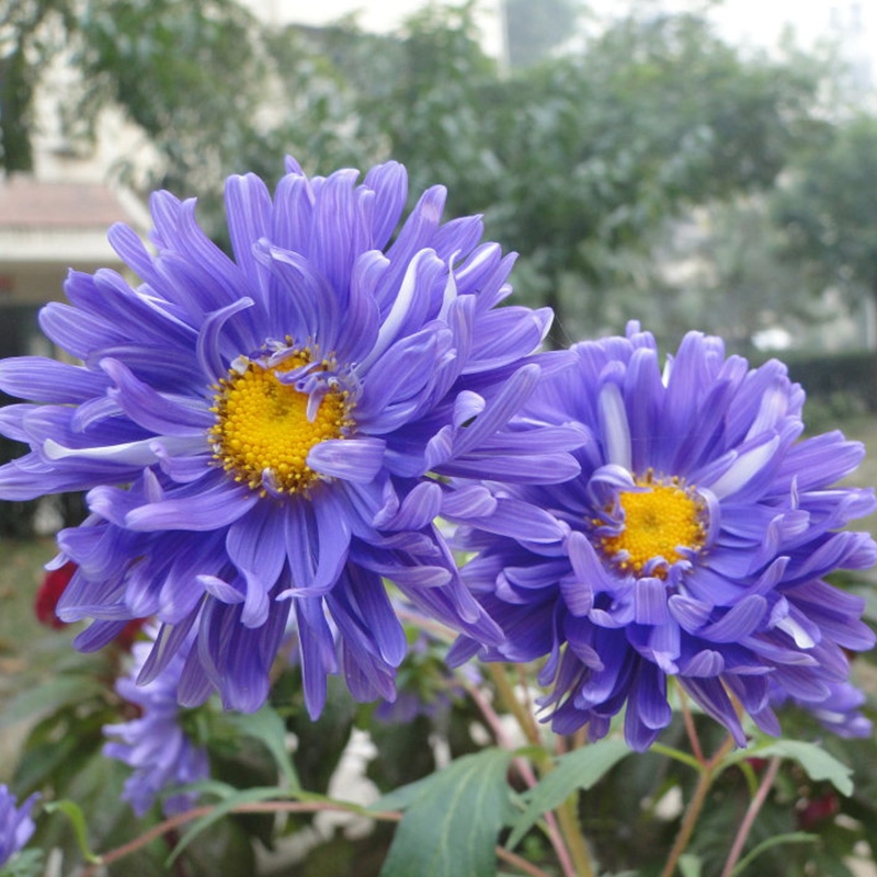 矮翠菊种子大花好养的花种籽庭院花籽易活花种籽四季开花室外花种