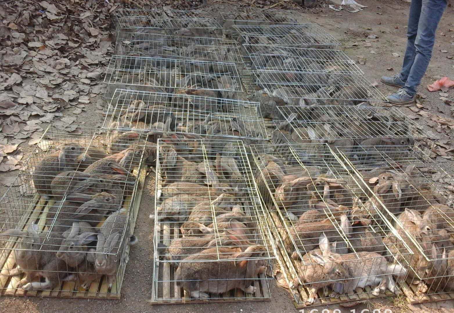 贵州哪里有卖比利时肉兔的 肉免费提供养殖笼子 机器设备