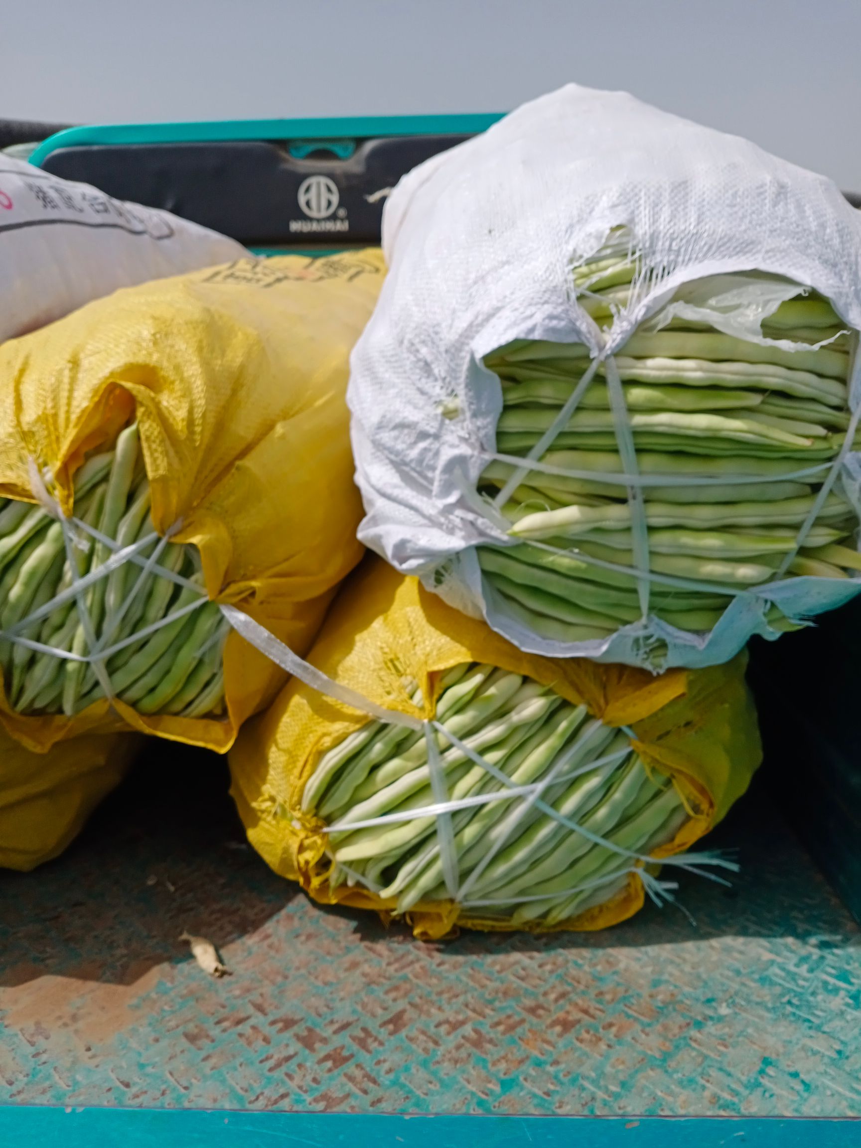 扁豆  九粒白芸豆，无丝豆，老来少。