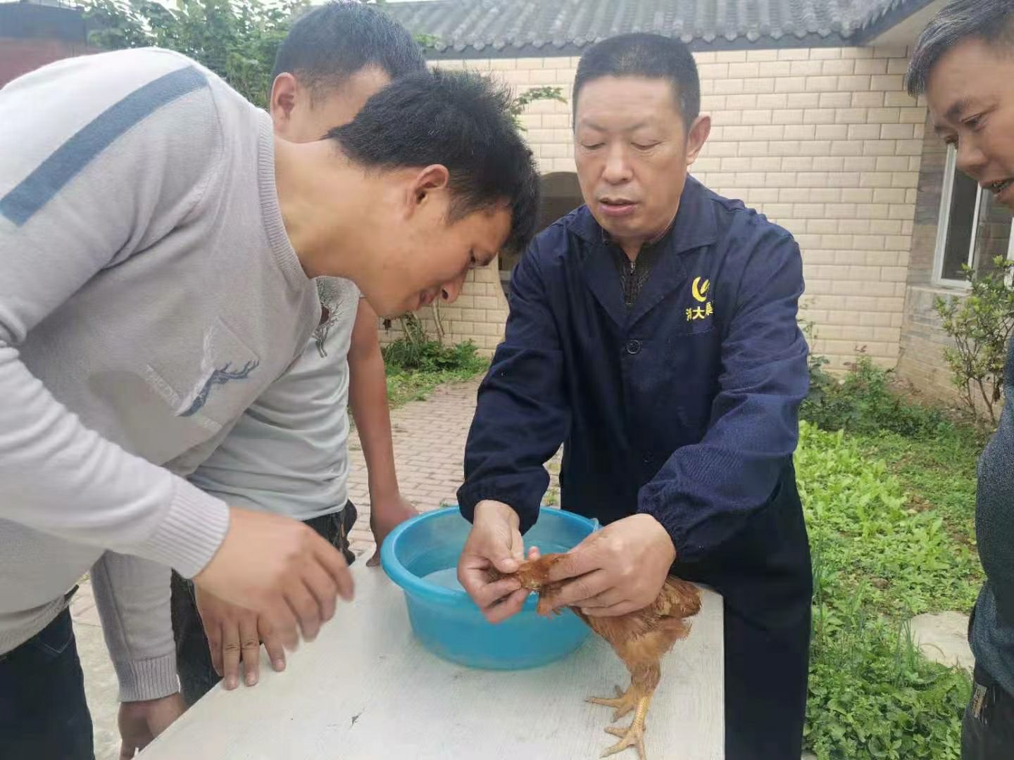 广汉市咨询服务  农技人员 家禽养殖技术学习，养鸡，养鸭，养鹅技术