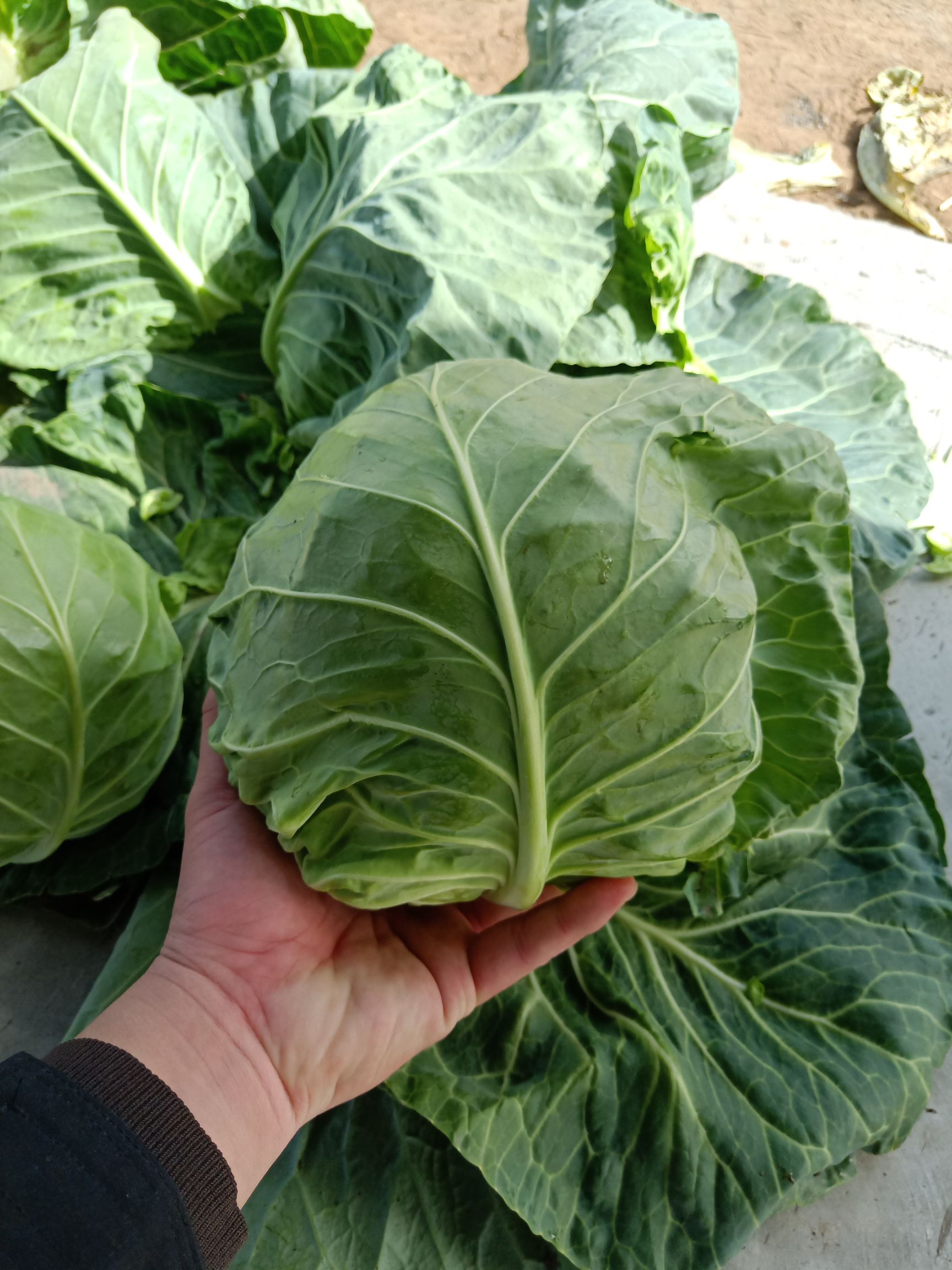 绿甘蓝种子  金绿秋美秋季高抗黄萎病黑腐病，