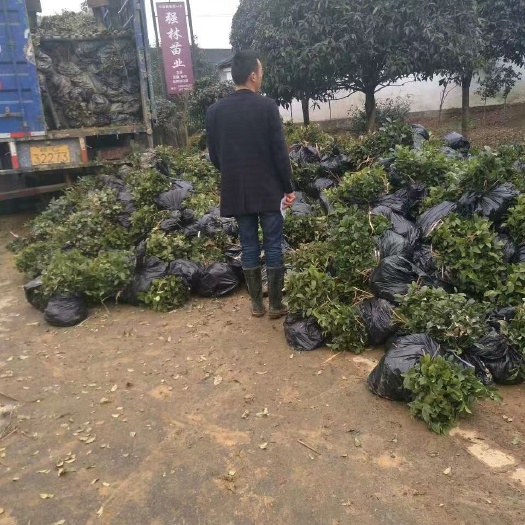 雅安绿化用茶叶苗高度四十公分以上  绿化专用茶叶苗
