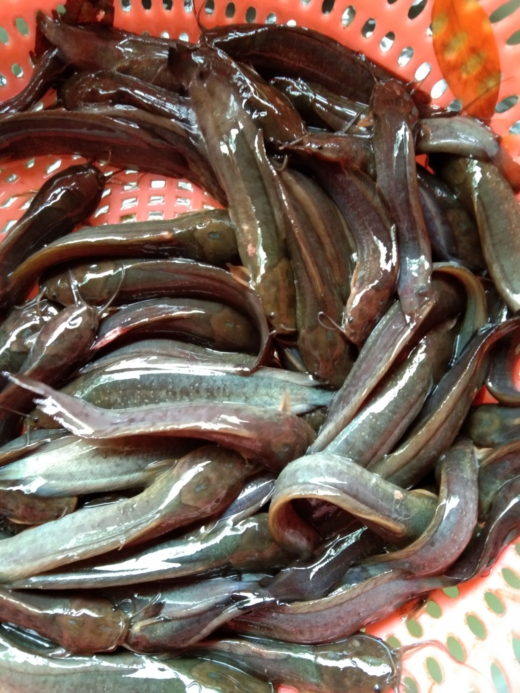 三黄塘虱鱼苗  三黄塘鲺鱼苗，技术支持，场地直供，诚信经营。