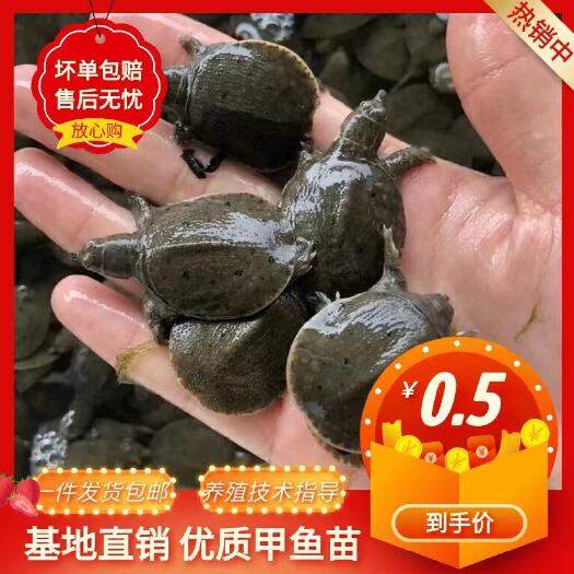 沭阳县大量供应外塘冷水甲鱼苗！需要的可以随时联系