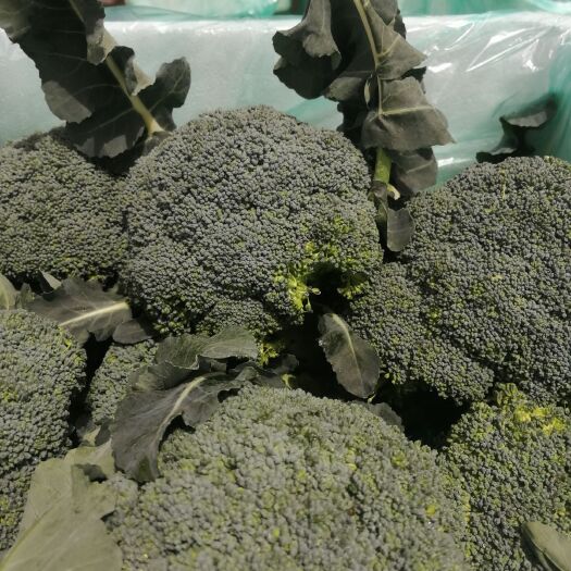 莒县精品西兰花