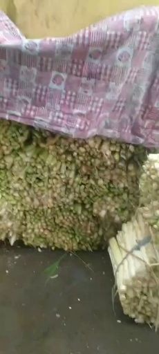 微山县大量批发鲜蒲菜，带疙瘩头和不带疙瘩头的毛菜