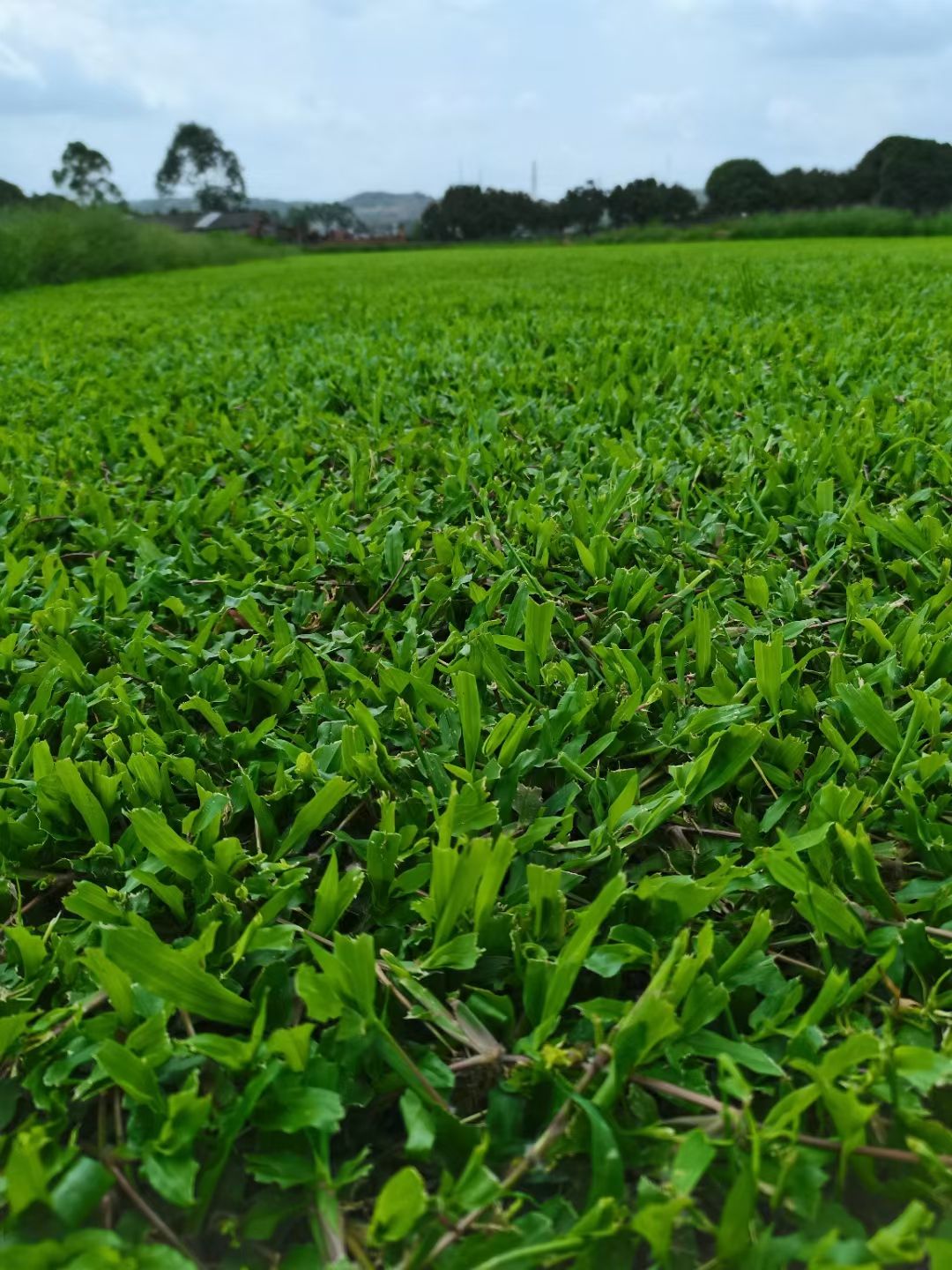 草坪大叶油草