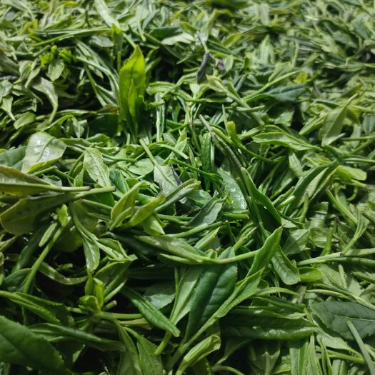 岳西县绿茶 农家茶叶