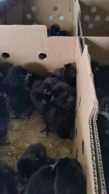 黑羽绿壳蛋鸡苗 散养土鸡蛋鸡苗 包发货包打预苗包路损