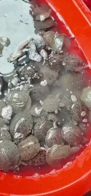 黄沙鳖  长期供应外塘甲鱼苗！自家养殖！货足！大量上市！