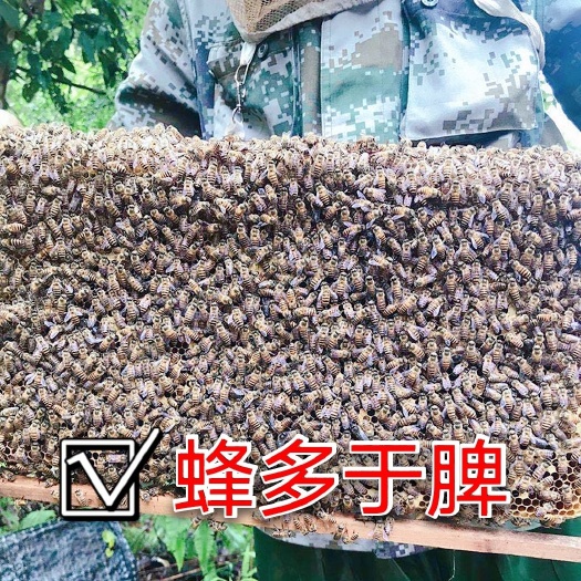 大方县中蜂优质蜂群出售