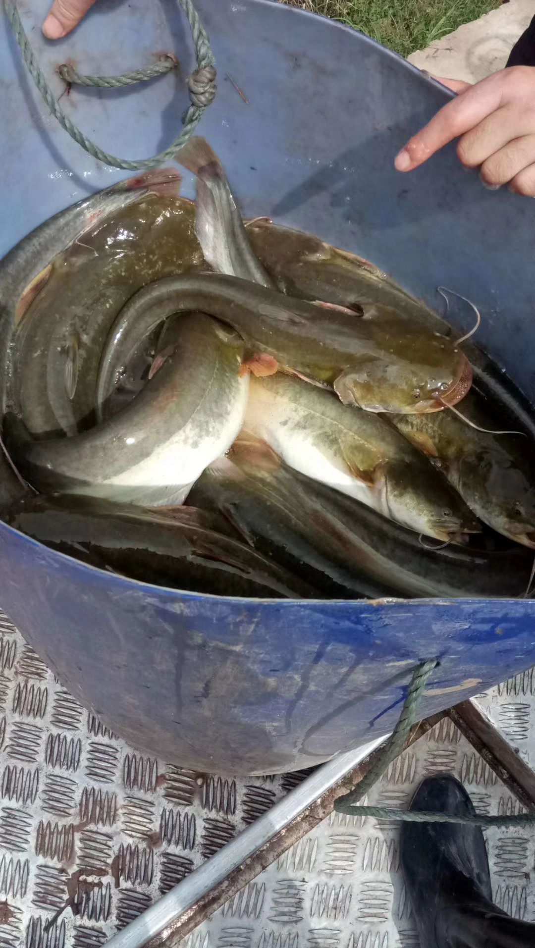 北方大口鲶鱼苗