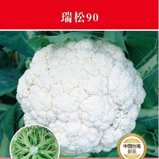 白面青梗松花菜种子  瑞松90:85－90天半球形白面青梗，春秋可种单球2公斤包邮