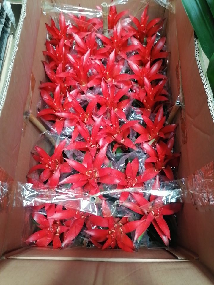 小红星盆栽 特大红星红运当头