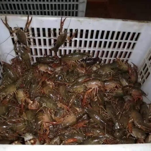 监利市小龙虾养殖场