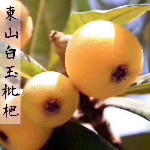苏州白沙枇杷  苏州东山正宗白玉枇杷时令特产