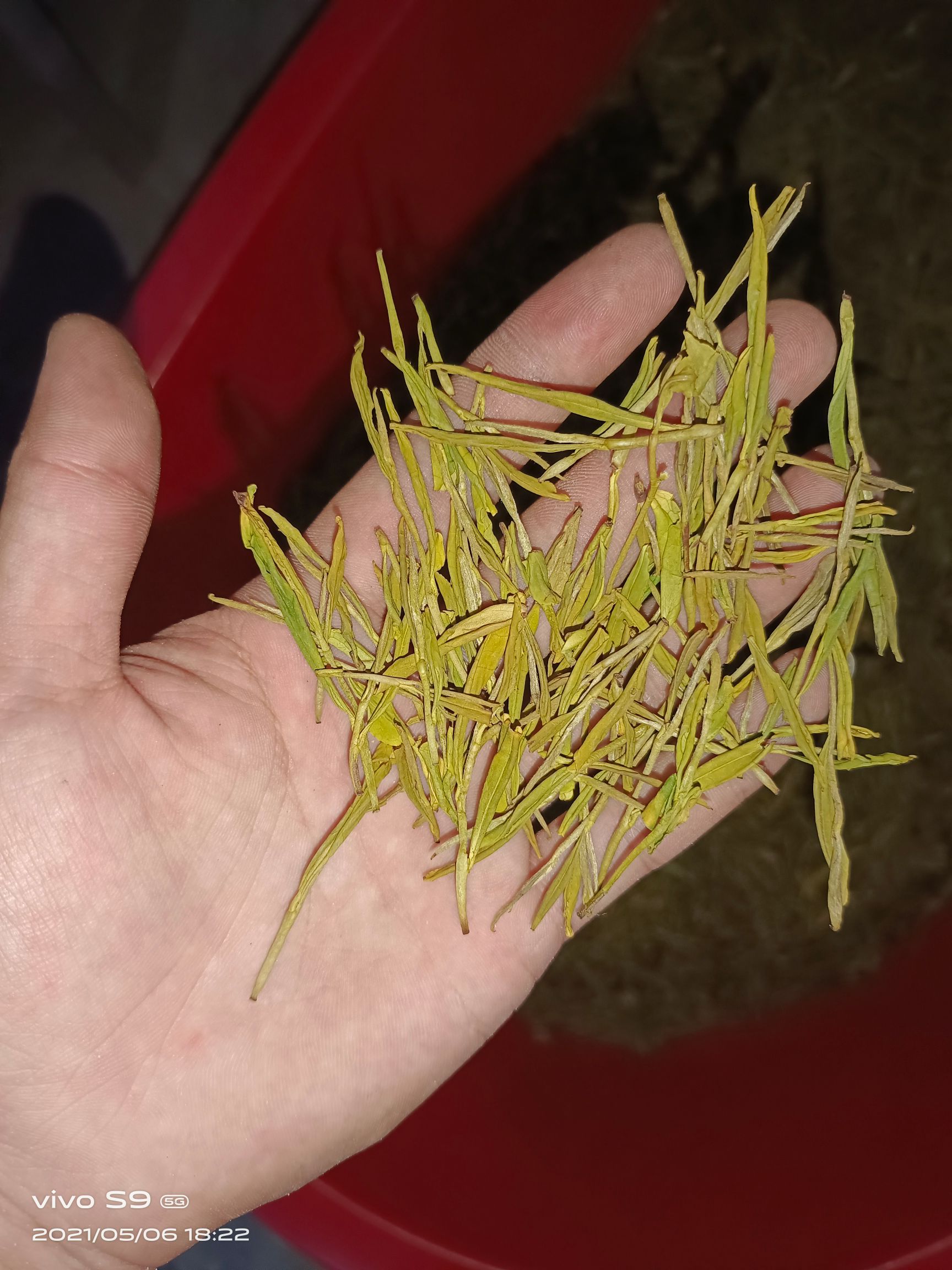 黄金茶  口粮茶黄金叶