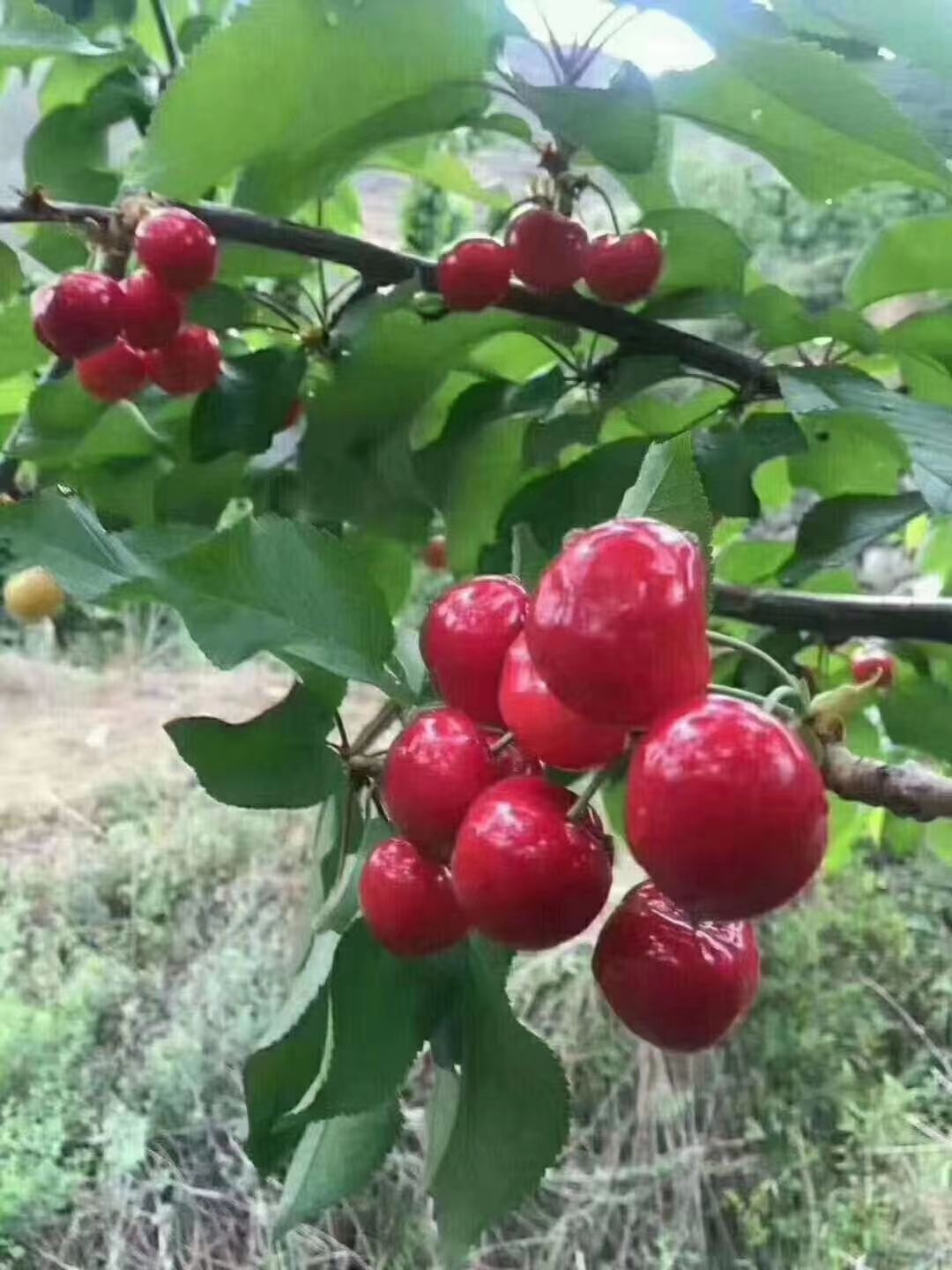 美早樱桃  车厘子，个大味甜，口感，甜度高，带包装