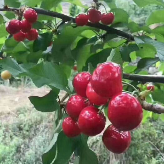 小金县美早樱桃  车厘子，个大味甜，口感，甜度高，带包装