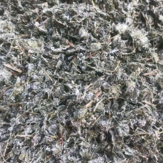 藤茶，莓茶，白茶，广西贺州本地的，山地的非种植货哦，