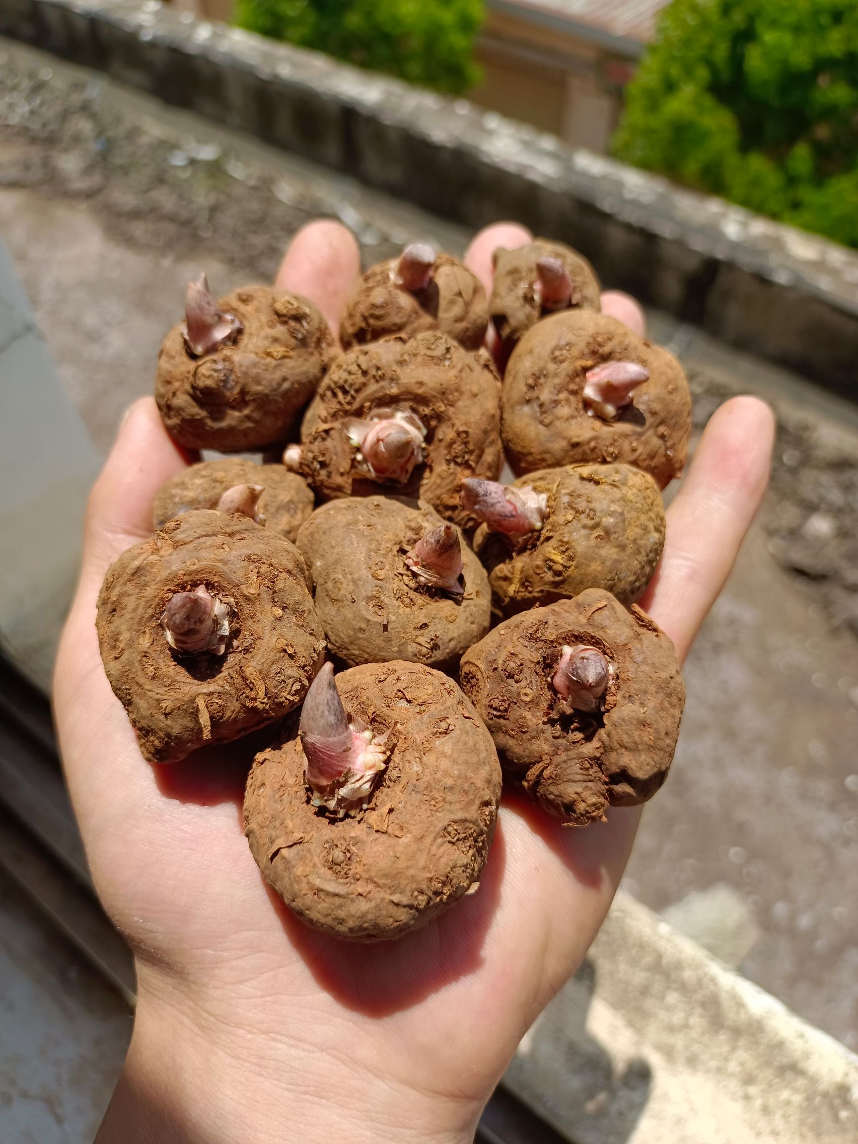 魔芋豆腐，大量批发【魔芋种子】，长期有货，脱水消毒处理