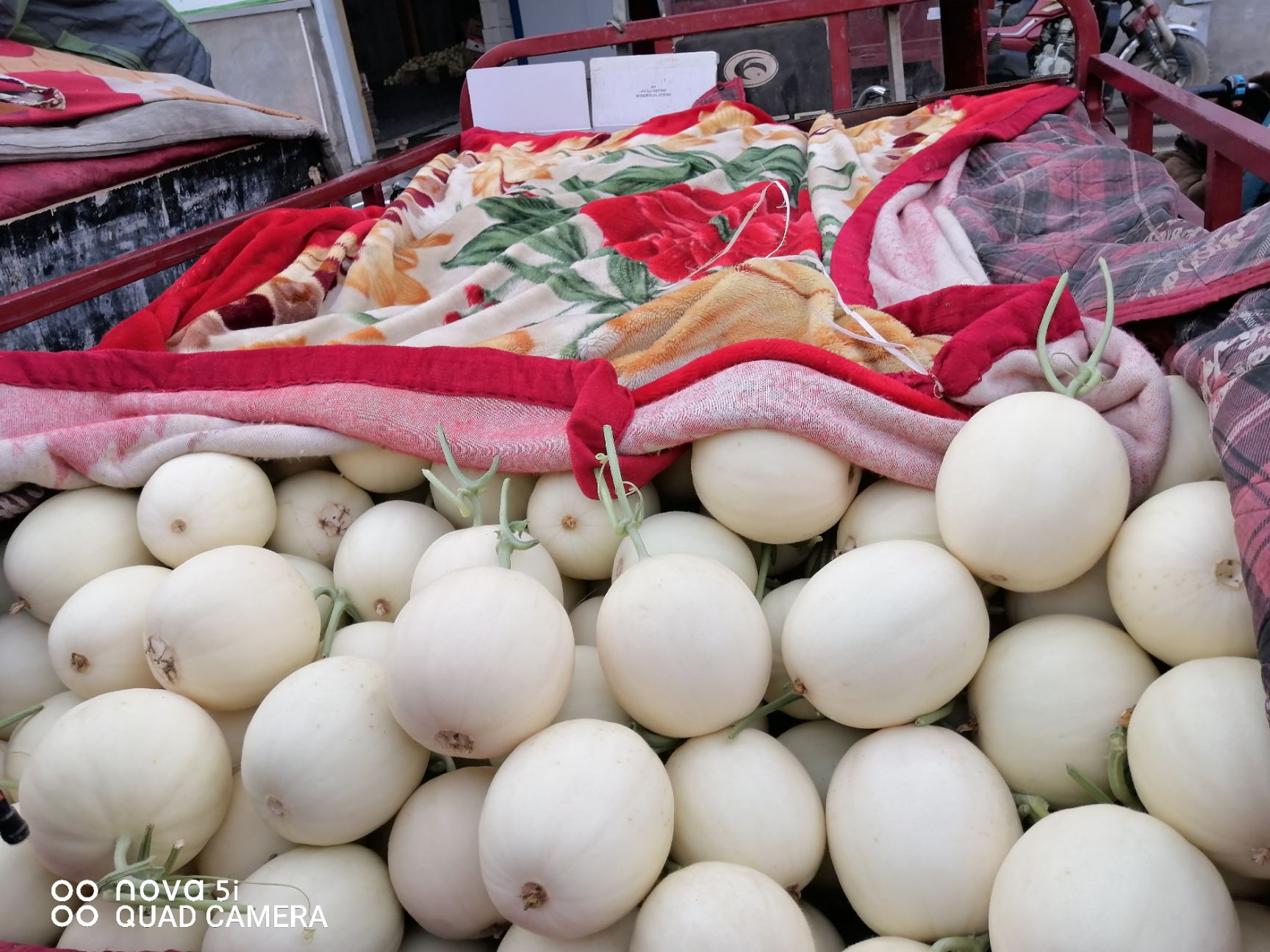 东方蜜甜瓜  市场乱不乱？客户说了算，客户说好才是好，只有好