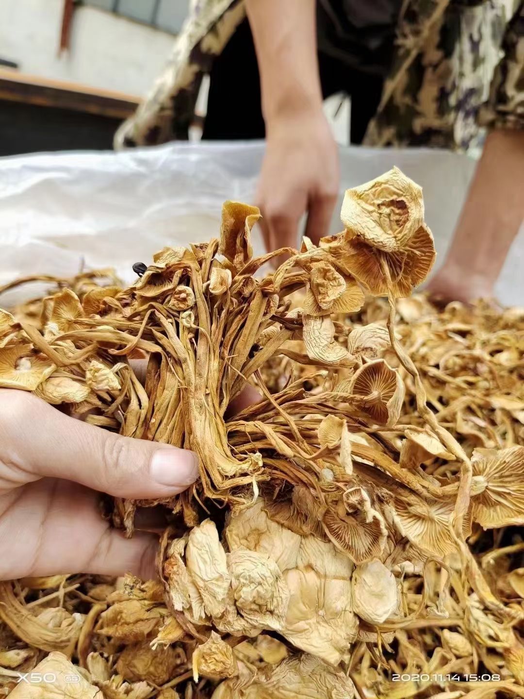 黄金针菇  金针菇，茶树菇，干金针菇