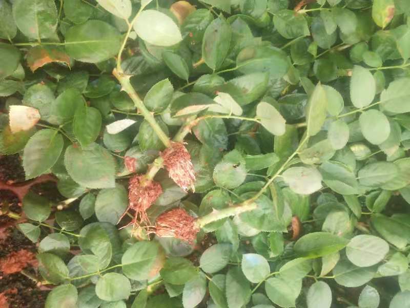 大花月季苗 戴安娜 花色漂亮 品种纯正 基地直发 量大从优！