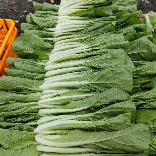 成都奶白菜 长期供应小白菜