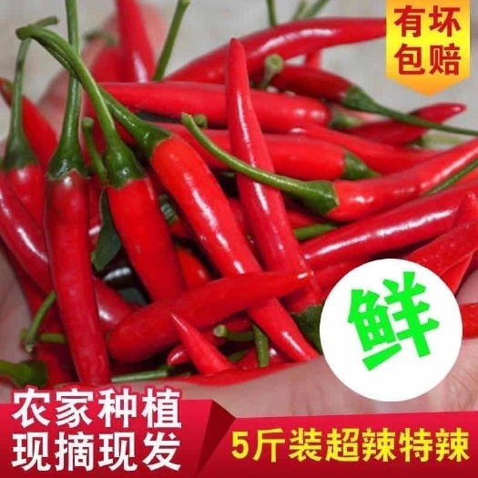太和县艳红辣椒  超辣朝天椒小米椒特辣红辣椒艳红指天椒新鲜自家种植现摘现卖