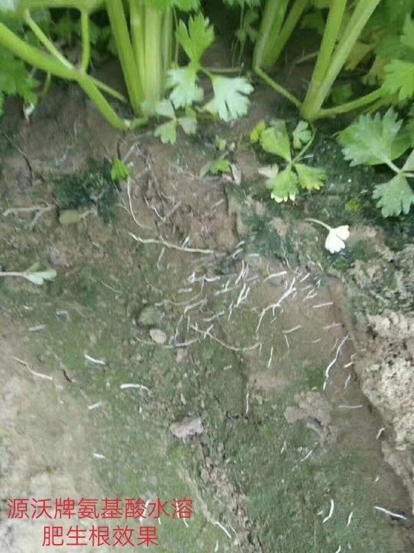 氨基酸水溶肥20kg包邮生根膨果，增糖着色厂家直销