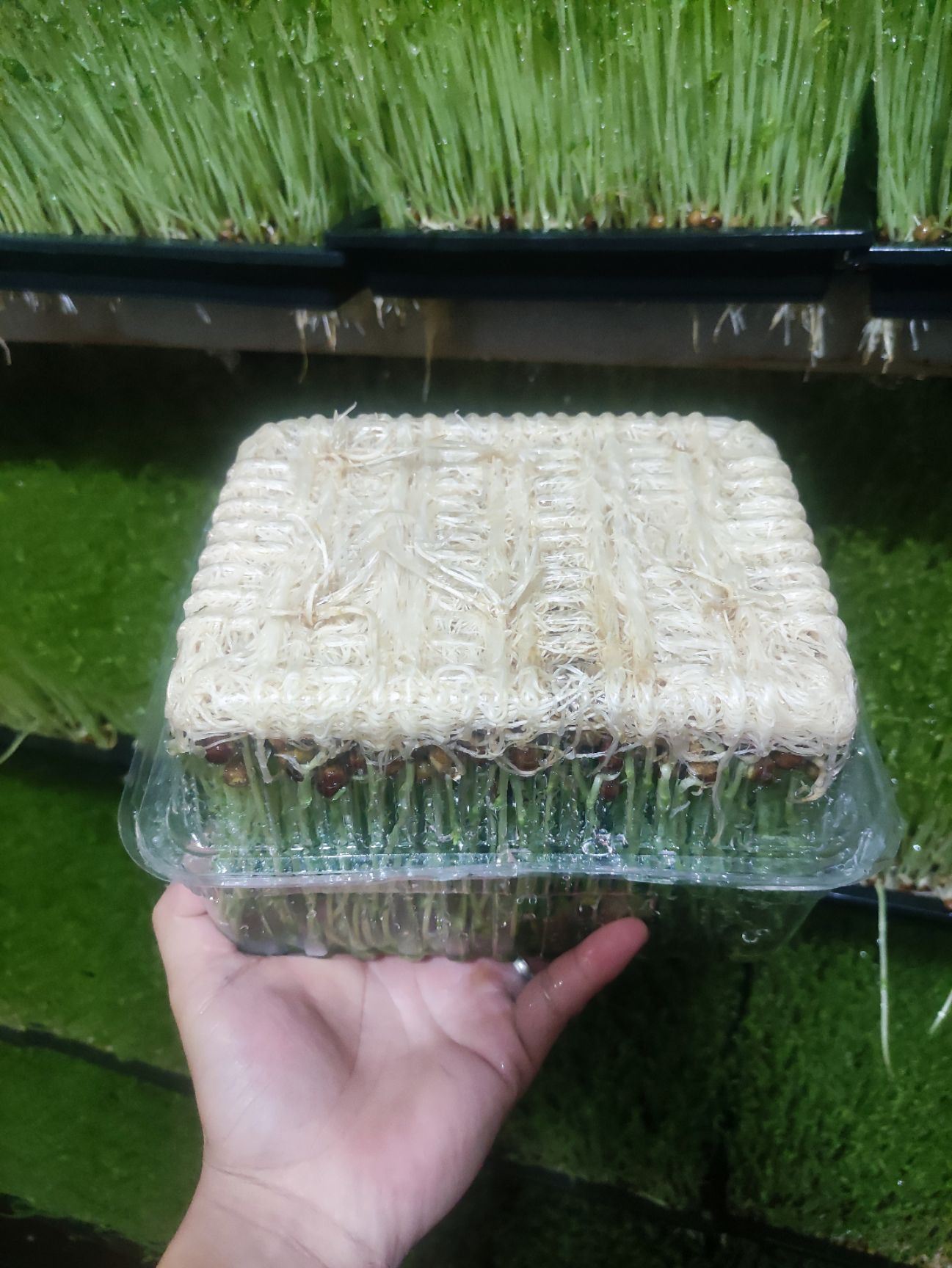 豌豆苗  绿色无公害芽苗菜
