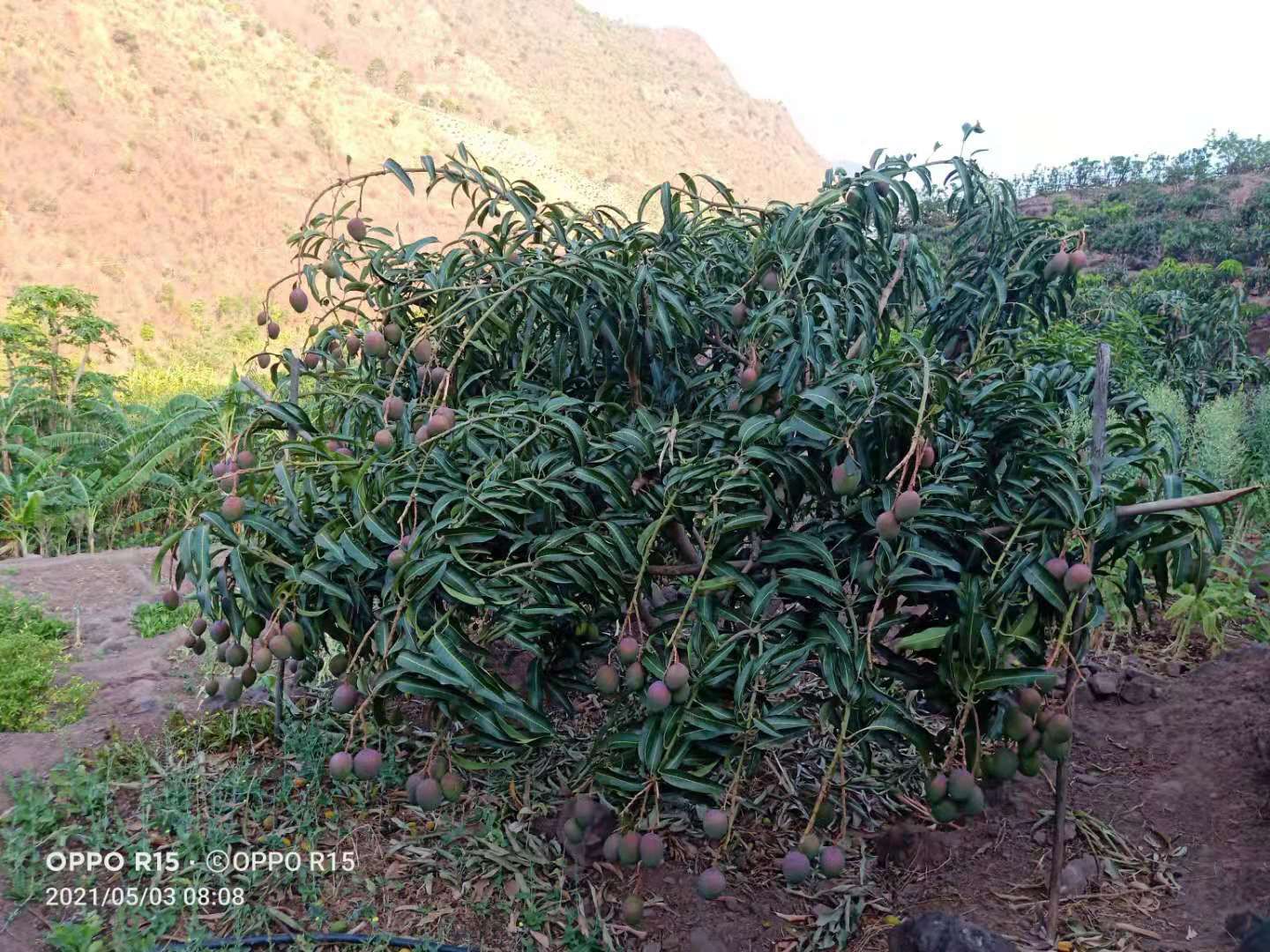 圣德龙  圣心芒果，在2个月上市了，欢迎预定