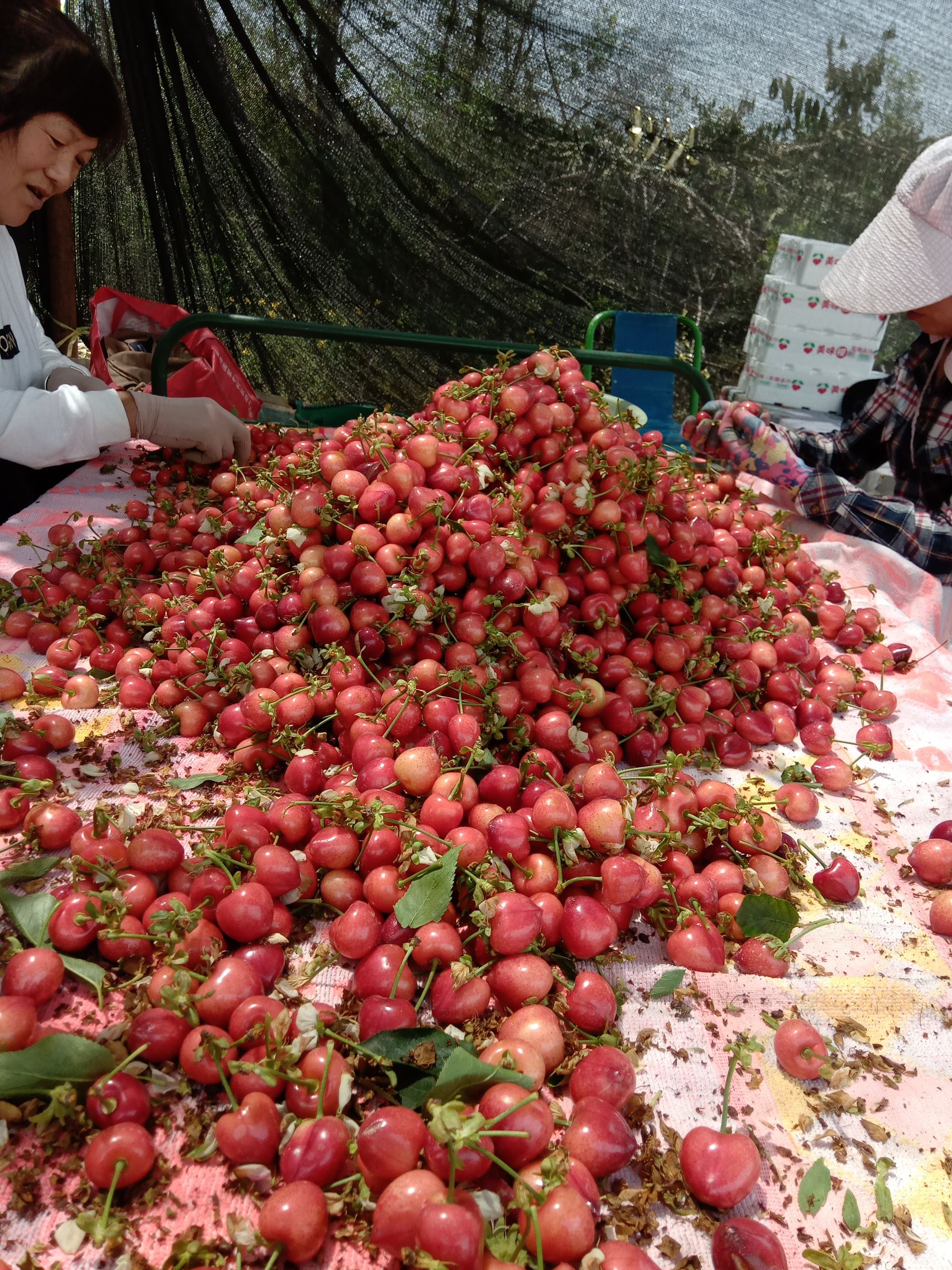  冷棚萨米脱樱桃