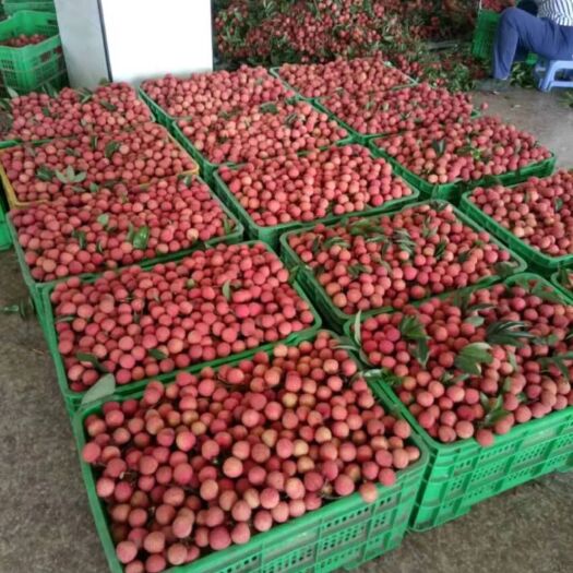 徐闻县 湛江白糖罂荔枝40斤装400个左右 湛江白糖罂荔枝无人知是