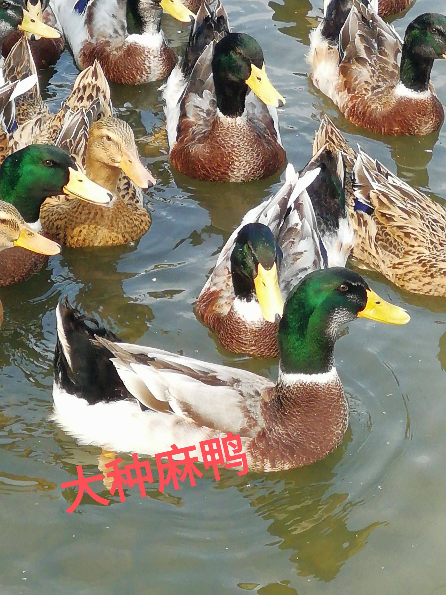 麻鸭苗  脱温麻鸭