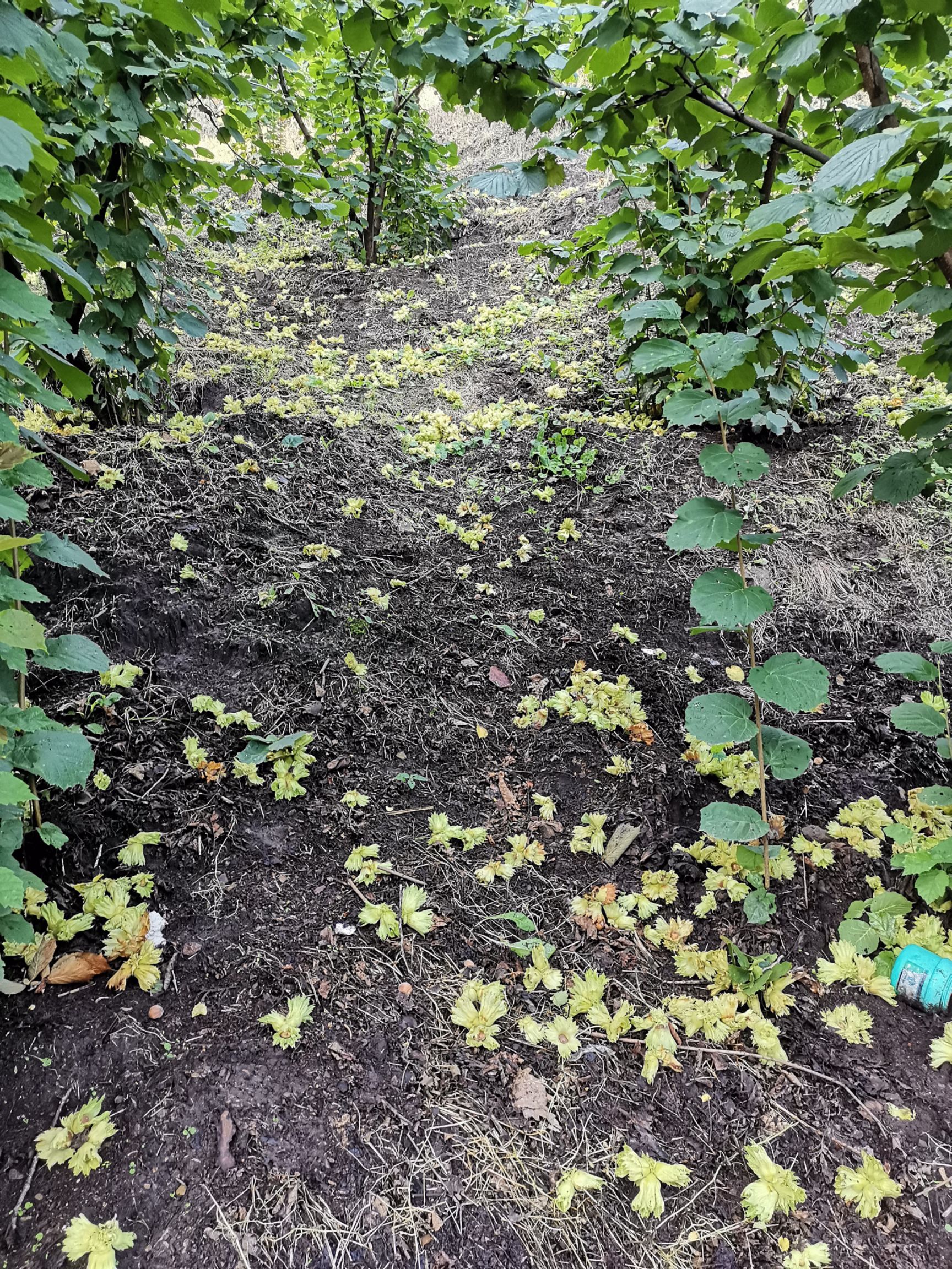 榛子树  平欧大果榛子苗，达维，玉坠及达维扦插苗。榛子苗。