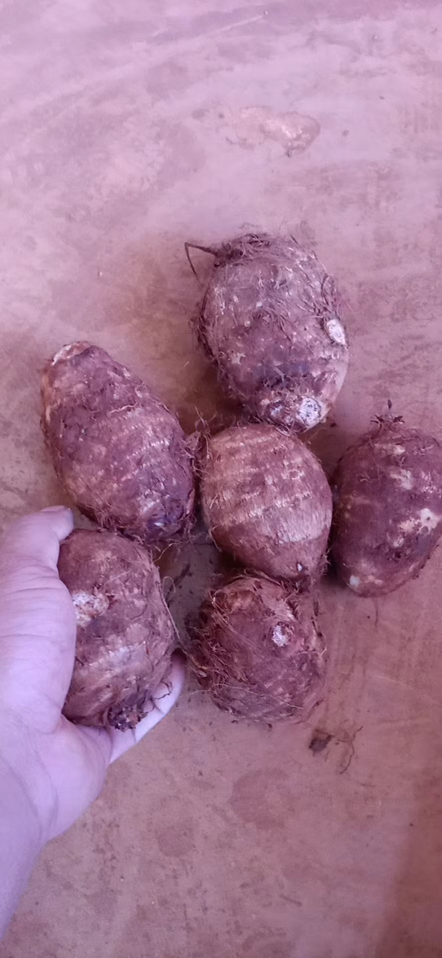  云南红土地毛芋头