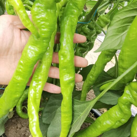 西昌市 自家大鹏种植的螺丝椒。生态农业。健康辣椒。