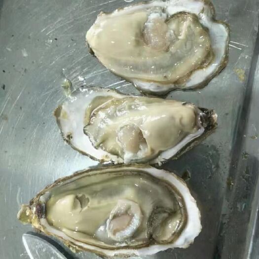 乳山市牡蛎 供应乳山生蚝，海蛎子，新鲜