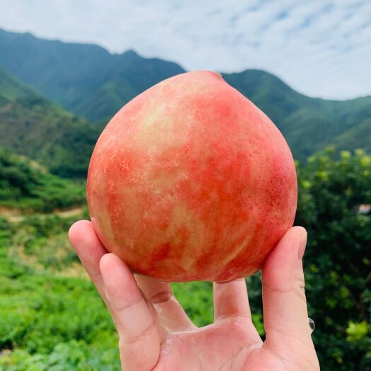 浏阳市蜜桃  周洛水果