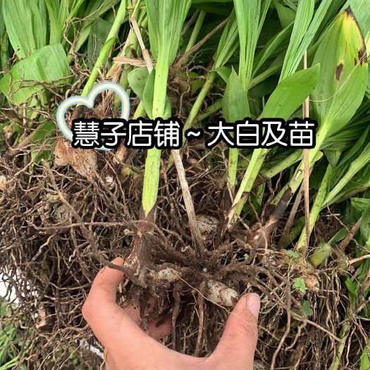 成都紫花白芨苗  白及苗 大白及苗 全紫花 四川三叉大白及 基地