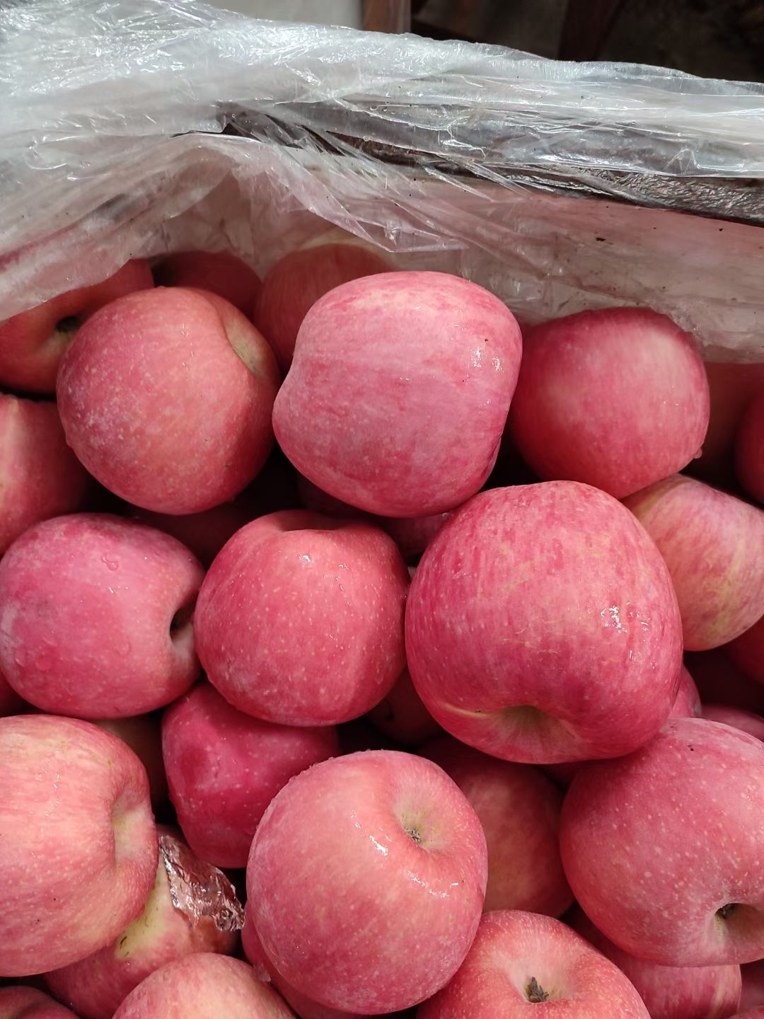 红富士苹果  山东富士苹果支持全国发货一件代发