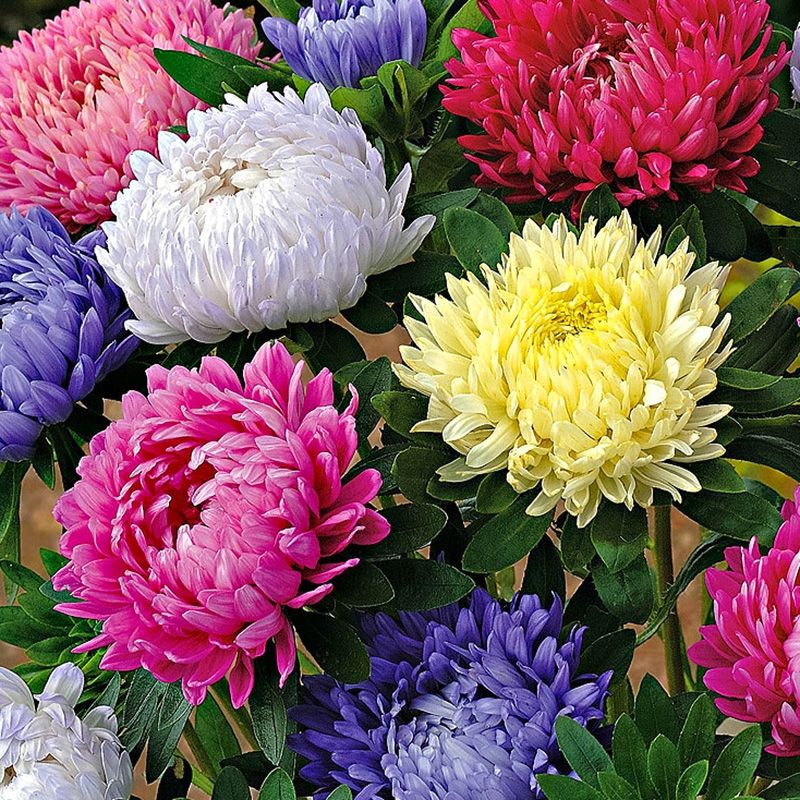 矮翠菊种子大花好养的花种籽庭院花籽易活花种籽四季开花室外花种