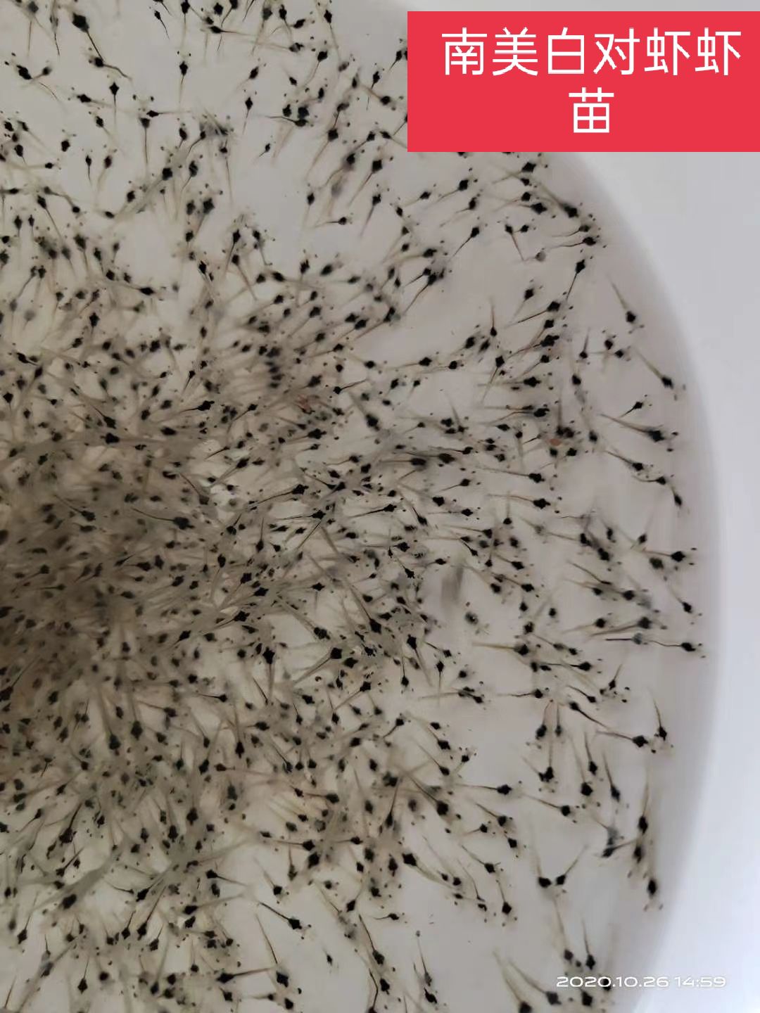 对虾苗  长出售南美白对虾虾苗P5至P10的（快大一代苗）