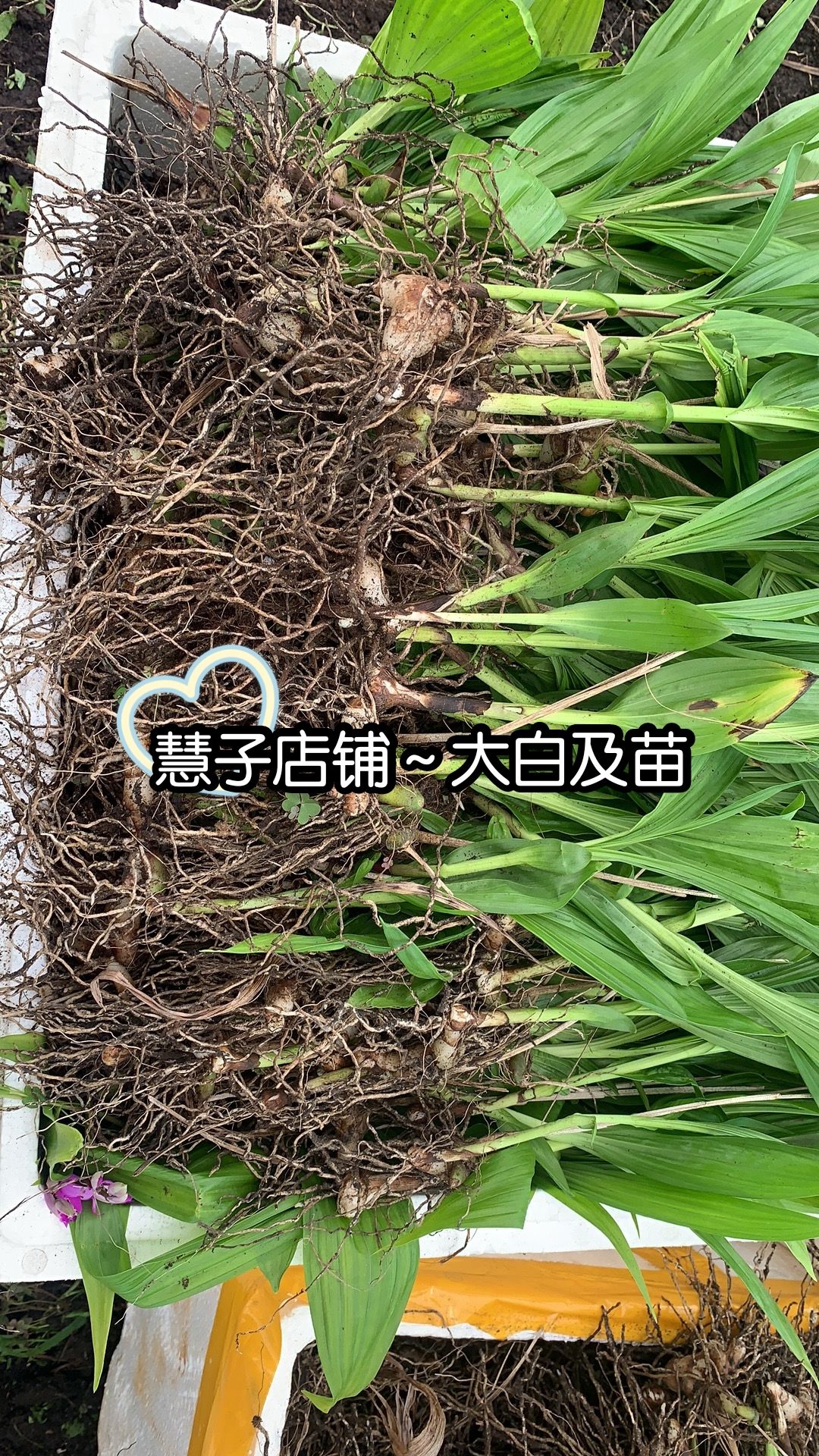 紫花白芨苗  白及苗 大白及苗 全紫花 四川三叉大白及 基地