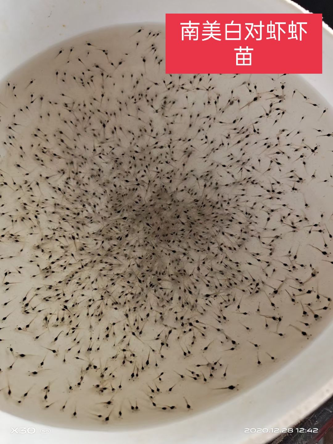 对虾苗  长出售南美白对虾虾苗P5至P10的（快大一代苗）