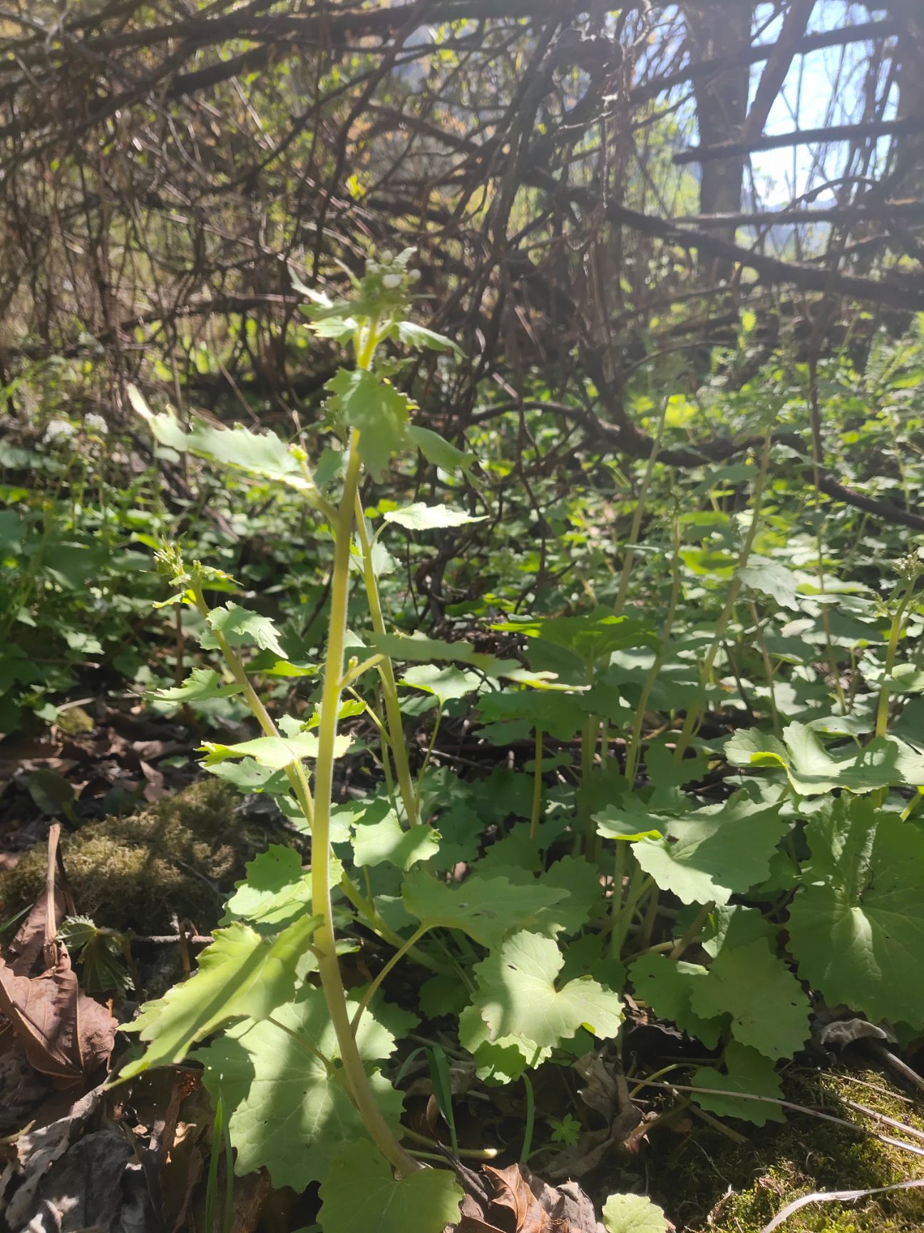 山萮菜  野山葵